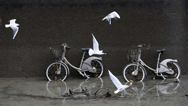 velib-mouettes